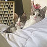 cat, kitten, bed, indoor, feline, white_bedspread, relaxed, grooming, paw, patterned_drawer, furniture, domestic_animal, cute, pet, two_cats, resting, cozy, living_room, soft_light, animal