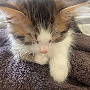 Channa participe au concours pour gagner de l'argent avec cette photo : kitten, cat, sleeping, fur, whiskers, towel, bed, cozy, cute, pet, animal, domestic, small_animal, relaxing, soft, indoor, young, adorable, feline, nap