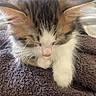 kitten, cat, sleeping, fur, whiskers, towel, bed, cozy, cute, pet, animal, domestic, small_animal, relaxing, soft, indoor, young, adorable, feline, nap