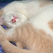 Leo joined the competition — help win amazing prizes! animal, blanket, cat, closeup, cozy, cute, domestic_cat, feline, fur, indoor, nap, peaceful, pet, pink_nose, relaxed, resting, sleeping, soft, tail, whiskers