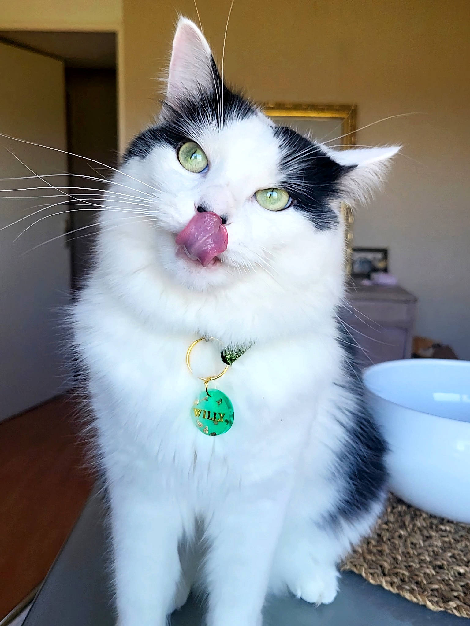 Willy a rejoint le concours — aidez-le/la à gagner de superbes lots ! carnivore, cat, collar, domestic_short_haired_cat, felidae, fur, iris, mixing_bowl, paw, serveware, small_to_medium_sized_cats, snout, tail, whiskers, window