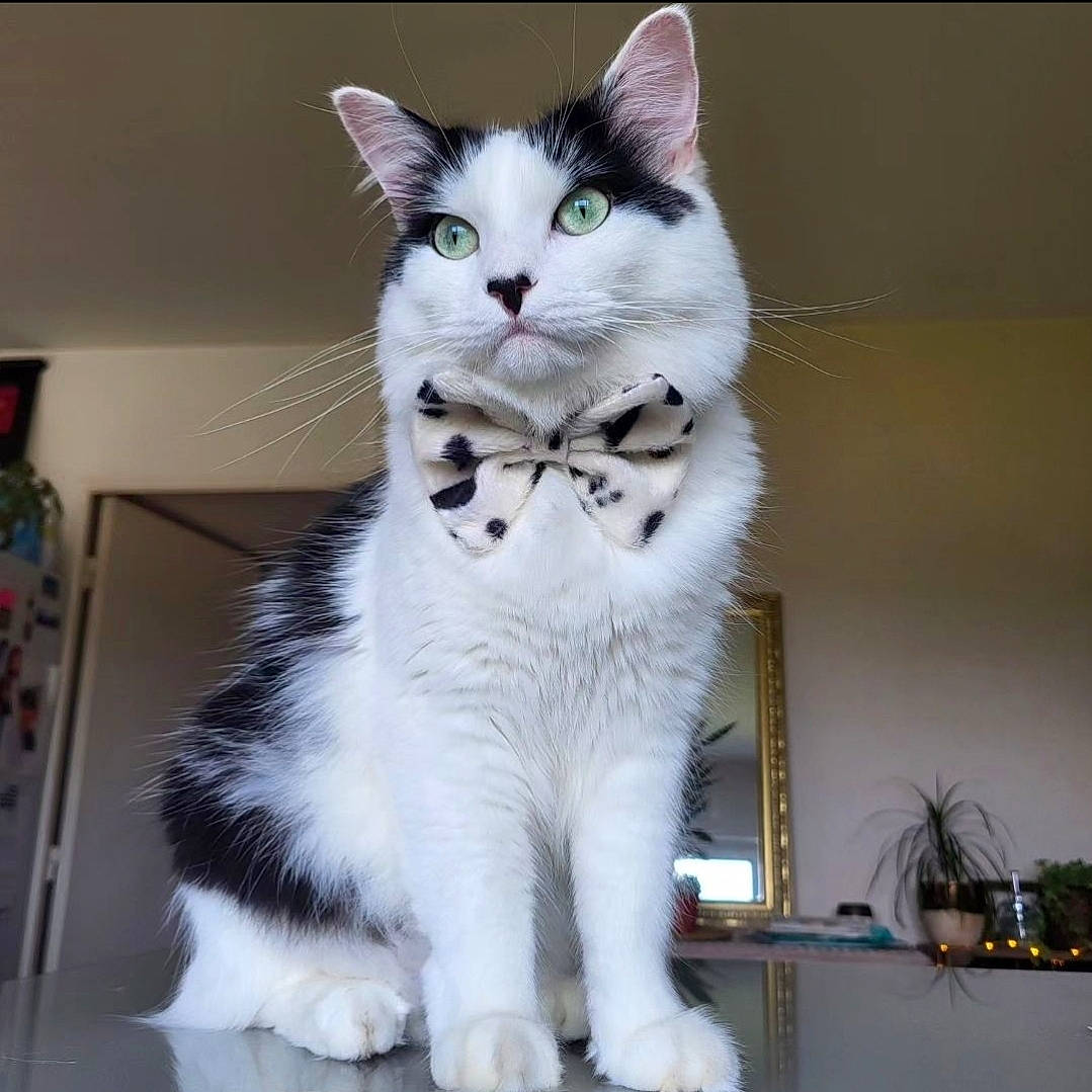 Willy a rejoint le concours — aidez-le/la à gagner de superbes lots ! carnivore, cat, claw, domestic_short_haired_cat, felidae, fur, houseplant, paw, plant, small_to_medium_sized_cats, snout, tail, terrestrial_animal, whiskers, window