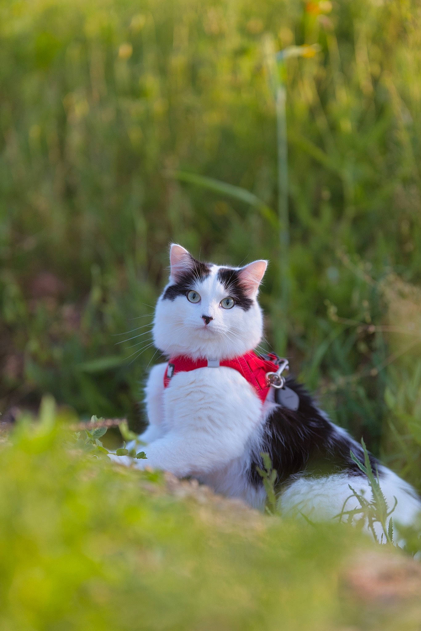 Willy participe au concours pour gagner de l'argent avec cette photo : canidae, carnivore, cat, collar, companion_dog, dog_breed, domestic_short_haired_cat, felidae, fur, grass, grassland, pasture, plant, sitting, small_to_medium_sized_cats, tail, terrestrial_animal, tree, walking, whiskers