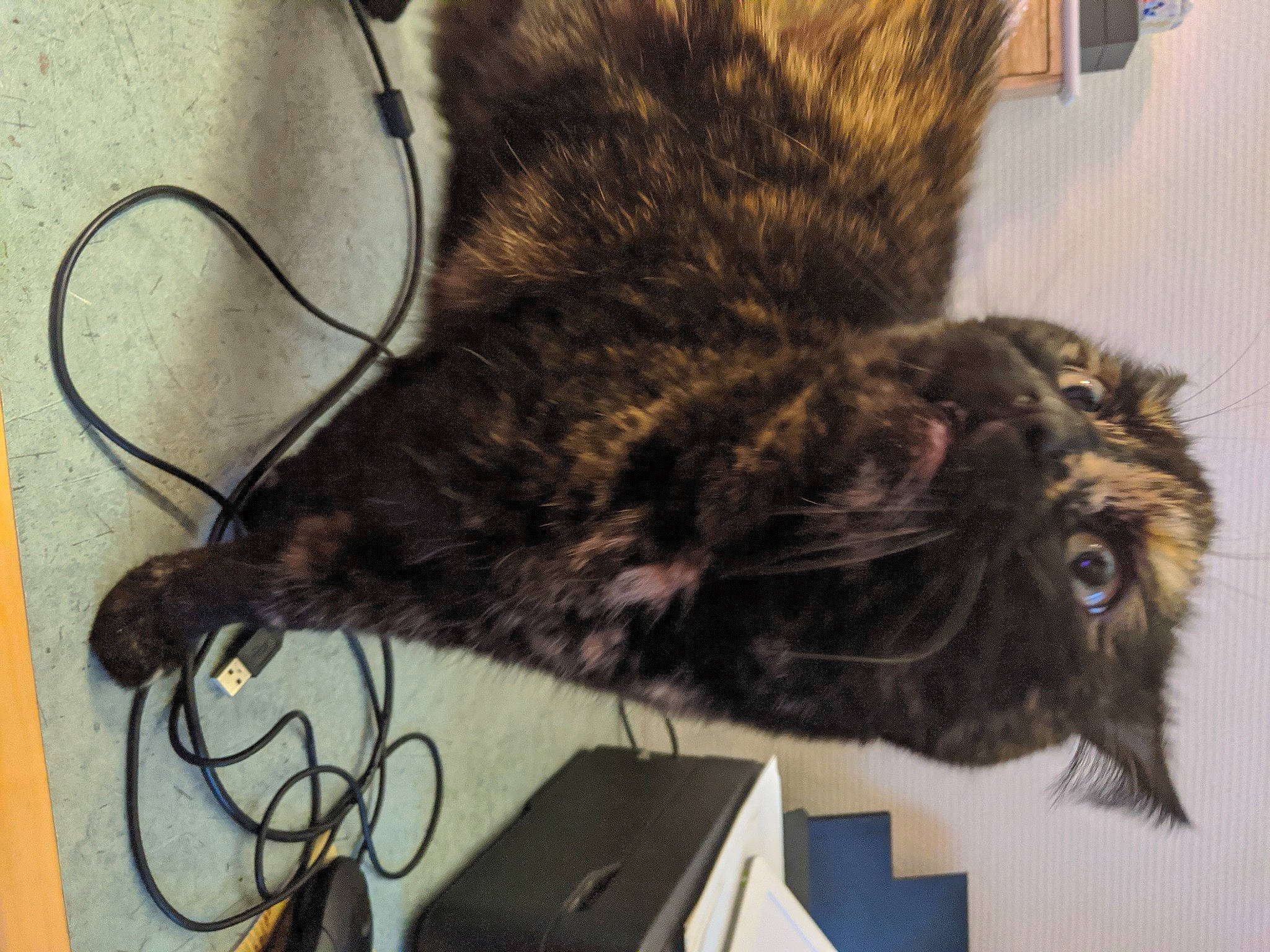 Ikea a rejoint le concours — aidez-le/la à gagner de superbes lots ! carnivore, cat, ear, felidae, fur, norwegian_forest_cat, small_to_medium_sized_cats, tail, whiskers