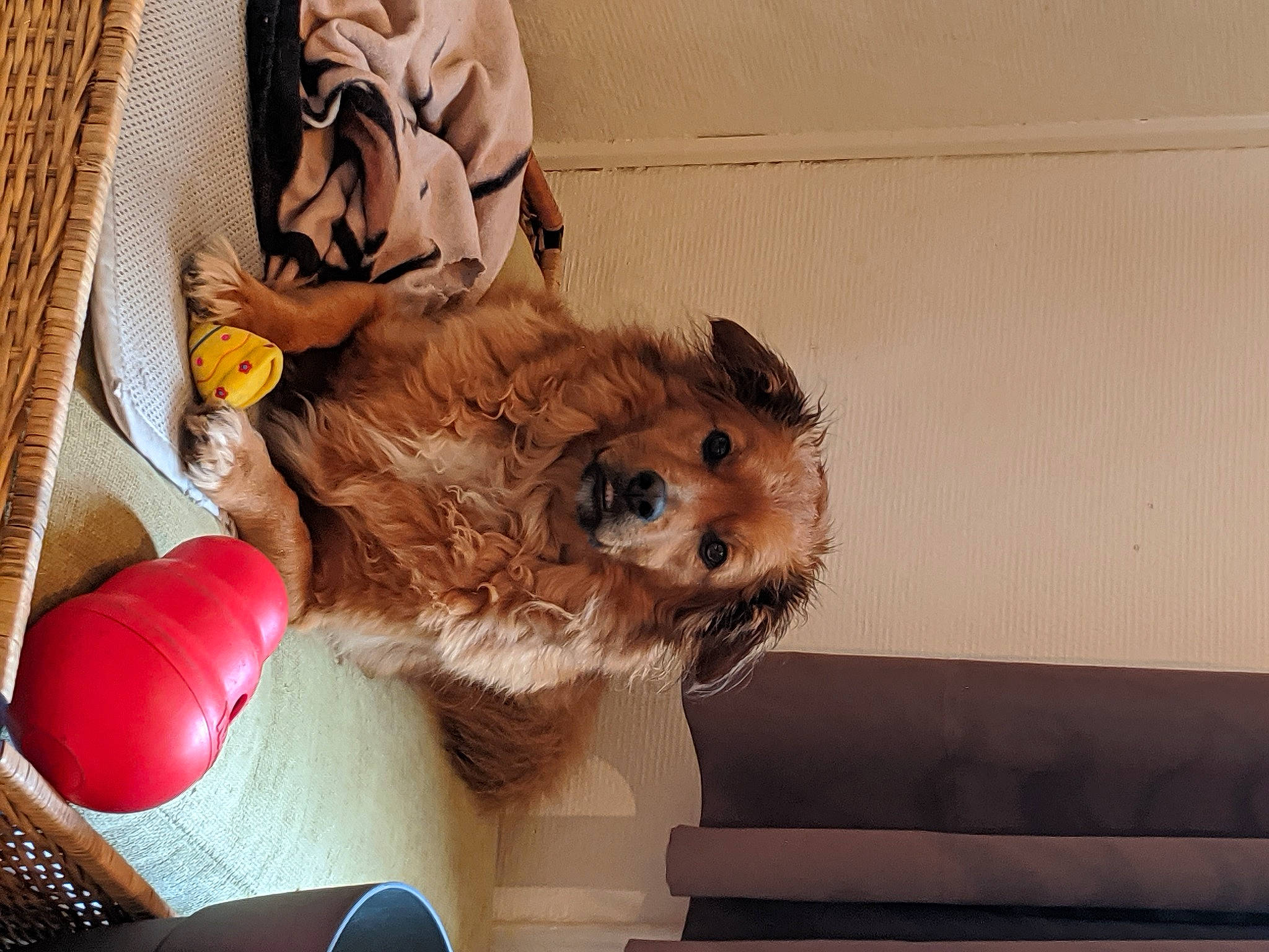 Simba a rejoint le concours — aidez-le/la à gagner de superbes lots ! cairn_terrier, canidae, carnivore, cavachon, cavapoo, cockapoo, companion_dog, dog, dog_breed, fawn, mammal, morkie, norfolk_terrier, norwich_terrier, pomeranian, puppy, puppy_love, shih_tzu, sporting_group, toy_dog