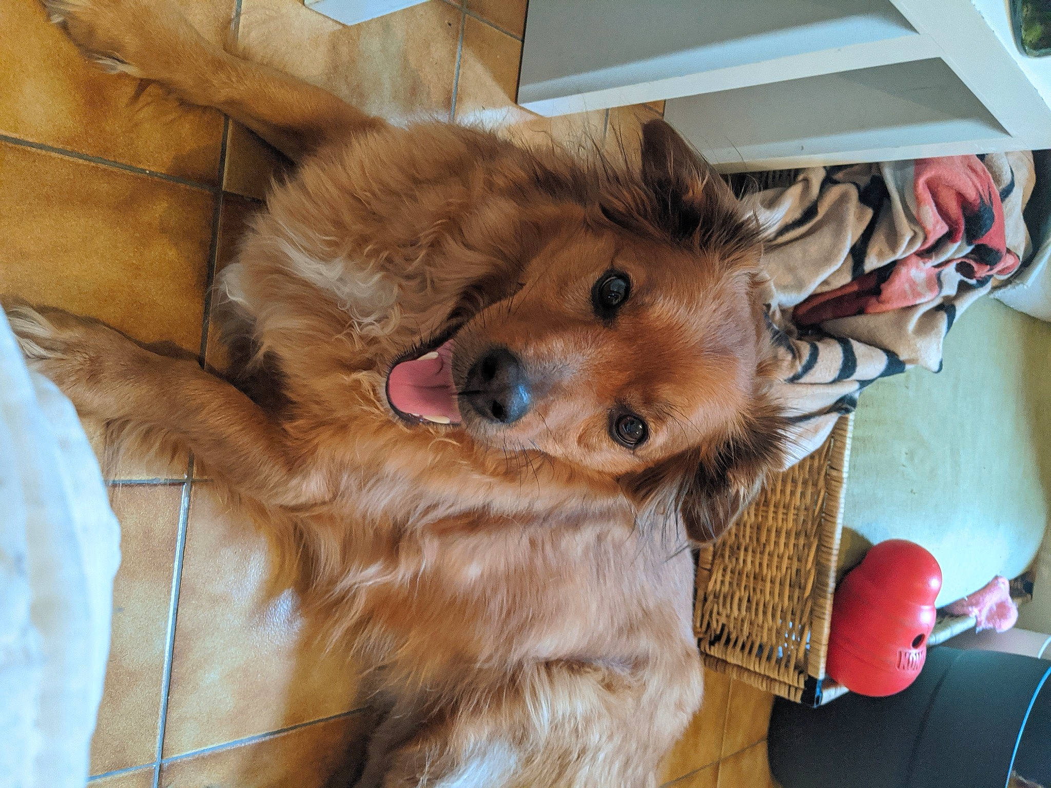 Simba participe au concours pour gagner de l'argent avec cette photo : canidae, carnivore, chow_chow, companion_dog, dog, dog_breed, finnish_spitz, fur, german_spitz, german_spitz_mittel, golden_retriever, mammal, pomeranian, puppy, puppy_love, snout, spitz, sporting_group, volpino_italiano