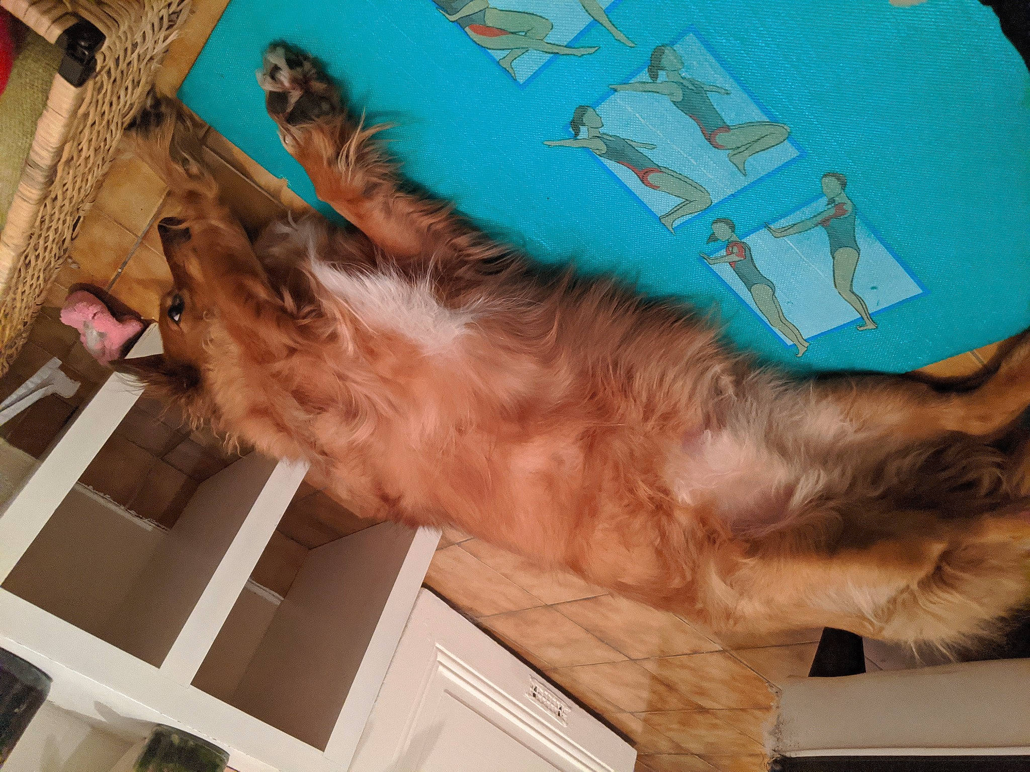 Simba a rejoint le concours — aidez-le/la à gagner de superbes lots ! canidae, carnivore, cat, fawn, felidae, fur, maine_coon, paw, small_to_medium_sized_cats, somali, sporting_group, tail