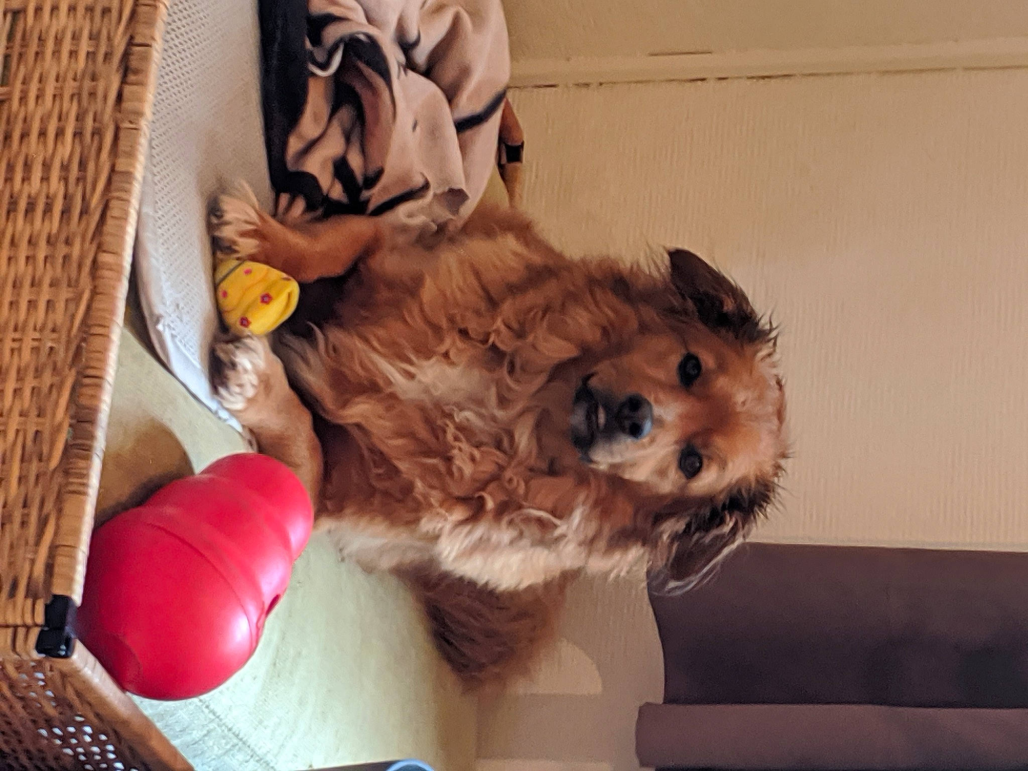 Simba participe au concours pour gagner de l'argent avec cette photo : cairn_terrier, canidae, carnivore, cavachon, cavapoo, cockapoo, companion_dog, dog, dog_breed, goldendoodle, mammal, morkie, norfolk_terrier, norwich_terrier, pomeranian, puppy, schnoodle, shih_tzu, sporting_group, toy_dog