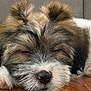 Bambi joined the competition — help win amazing prizes! puppy, dog, sleeping, close_up, fur, pigtails, wooden_floor, cute, animal, pet, nose, whiskers, relaxation, adorable, face, small_dog, furry, domestic_animal, nap, rest