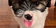 Bambi joined the competition — help win amazing prizes! puppy, dog, tongue_out, walking, wooden_floor, indoor, fur, cute, pet, animal, close_up, brown, white, black, small, young, playful, blurred_background, floor, house