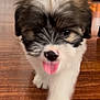puppy, dog, tongue_out, walking, wooden_floor, indoor, fur, cute, pet, animal, close_up, brown, white, black, small, young, playful, blurred_background, floor, house