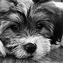 Bambi is registered to the contest to win money with this photo: puppy, dog, close_up, black_and_white, fluffy, nose, eyes, resting, cute, pet, animal, fur, portrait, indoor, calm, adorable, young, face, whiskers, expression