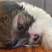 Bambi joined the competition — help win amazing prizes! puppy, dog, close_up, fur, relaxed, lying_down, wooden_floor, pet, cute, animal, snout, whiskers, soft, young, domestic_animal, sleepy, face, nose, eye, indoors