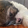 puppy, dog, close_up, fur, relaxed, lying_down, wooden_floor, pet, cute, animal, snout, whiskers, soft, young, domestic_animal, sleepy, face, nose, eye, indoors