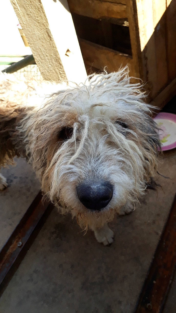 Newton participe au concours pour gagner de l'argent avec cette photo : bearded_collie, briquet_griffon_vendeen, canidae, carnivore, companion_dog, dog, dog_breed, glen_of_imaal_terrier, grand_basset_griffon_vendeen, mammal, old_english_sheepdog, petit_basset_griffon_vendeen, polish_lowland_sheepdog, rare_breed_dog, sapsali, small_terrier, sporting_group, sporting_lucas_terrier, terrier, vertebrate