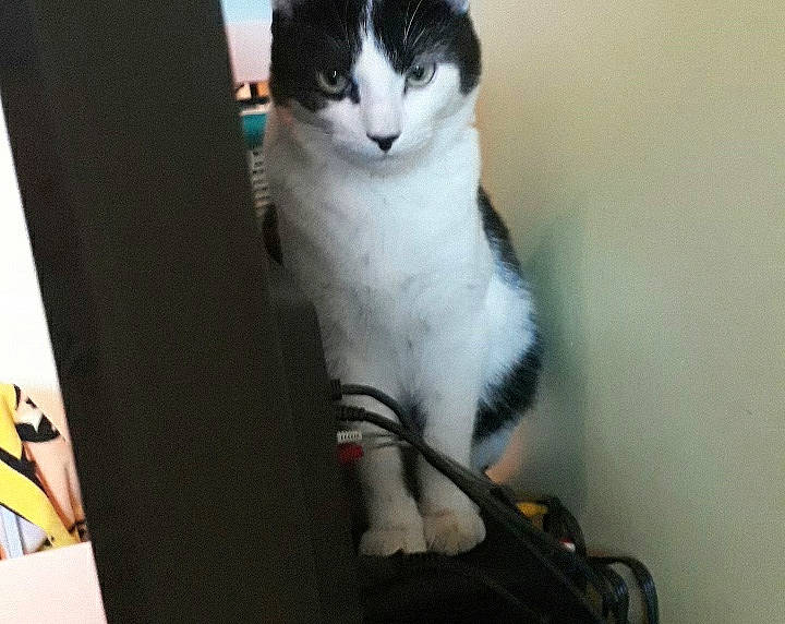 Minou a rejoint le concours — aidez-le/la à gagner de superbes lots ! aegean_cat, american_wirehair, carnivore, cat, domestic_short_haired_cat, european_shorthair, eye, felidae, japanese_bobtail, kitten, leg, mammal, polydactyl_cat, small_to_medium_sized_cats, tail, whiskers