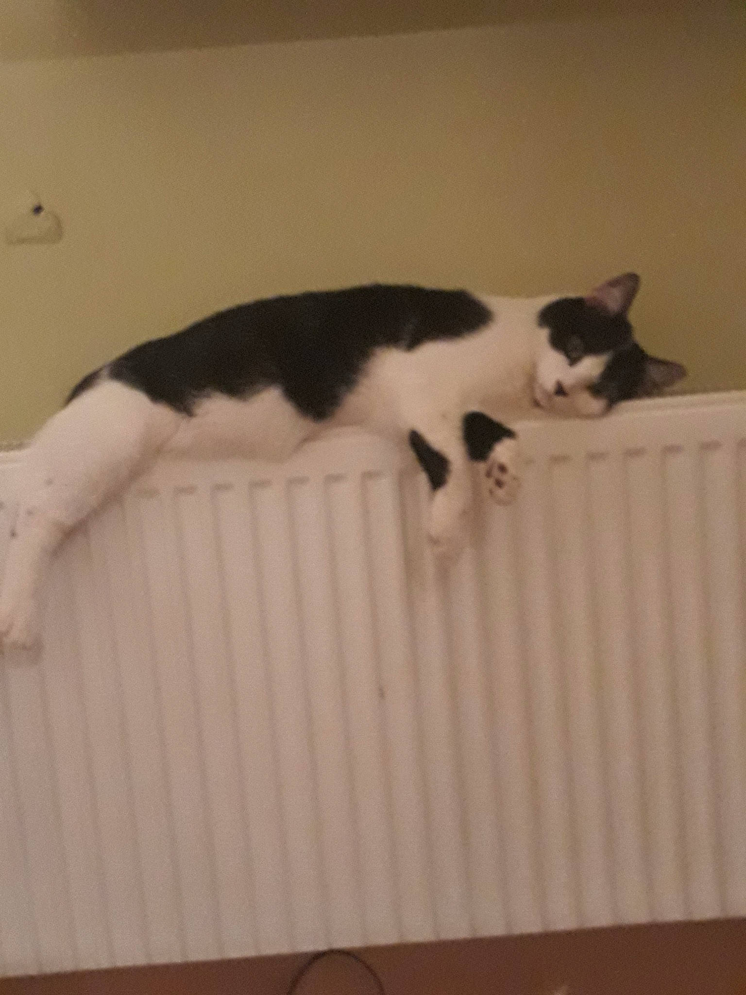 Minou a rejoint le concours — aidez-le/la à gagner de superbes lots ! american_wirehair, carnivore, cat, domestic_short_haired_cat, felidae, floor, fur, japanese_bobtail, kitten, polydactyl_cat, small_to_medium_sized_cats, tail, whiskers, window