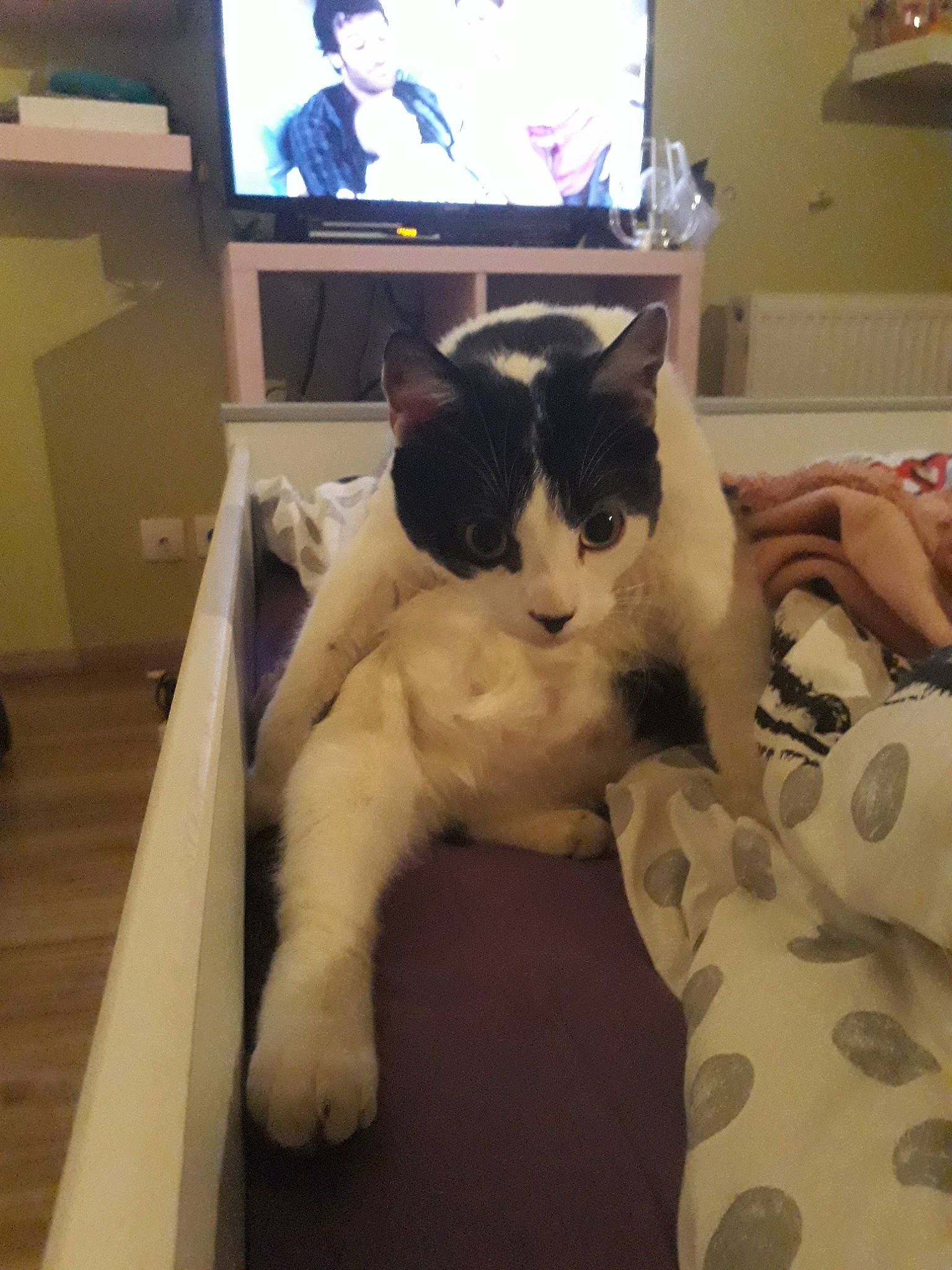 Minou participe au concours pour gagner de l'argent avec cette photo : carnivore, cat, ear, felidae, fur, japanese_bobtail, kitten, mammal, paw, polydactyl_cat, small_to_medium_sized_cats, tail, whiskers