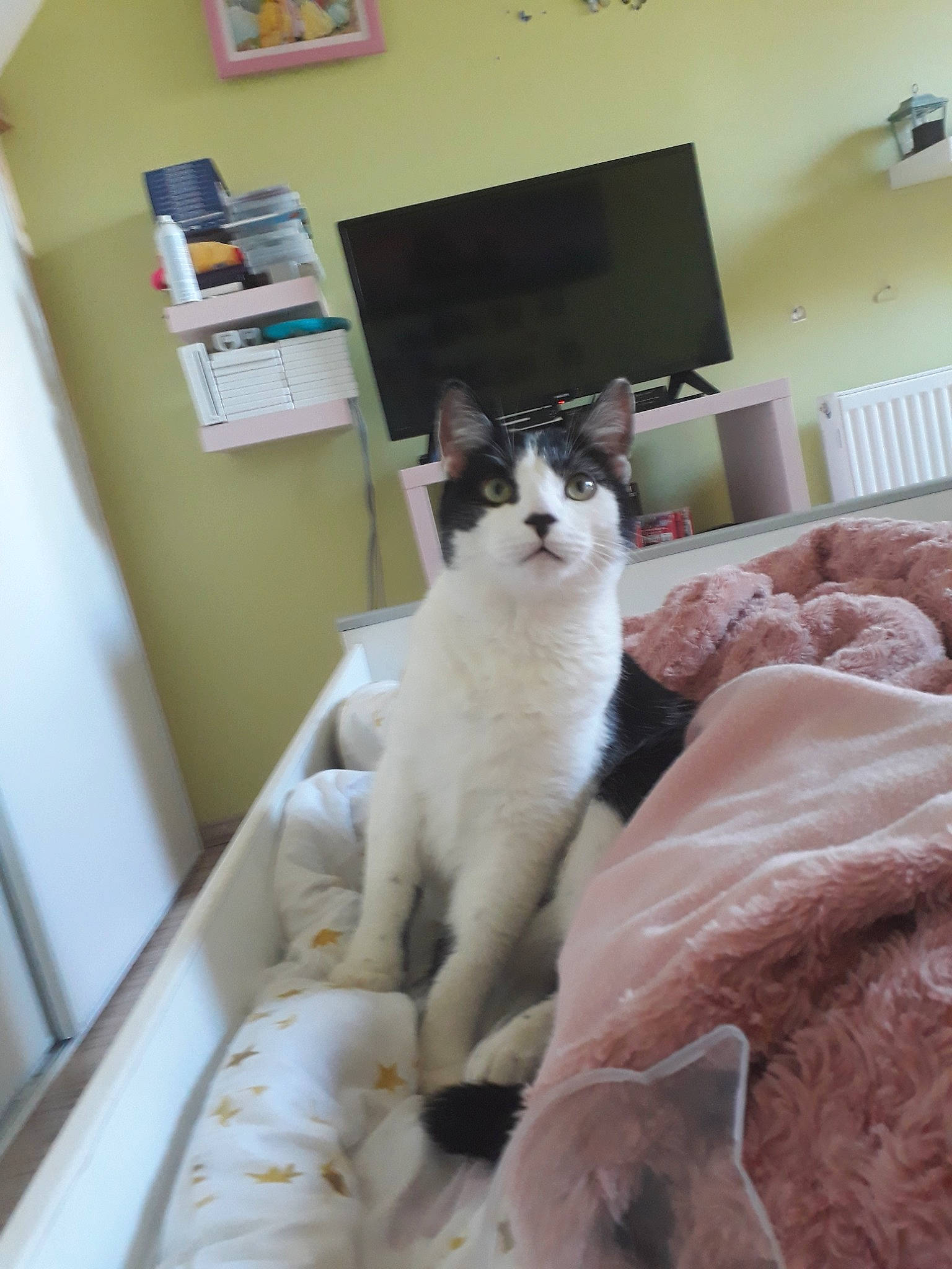 Minou participe au concours pour gagner de l'argent avec cette photo : aegean_cat, balinese, carnivore, cat, domestic_short_haired_cat, felidae, room, small_to_medium_sized_cats, snowshoe, tail, turkish_van, whiskers