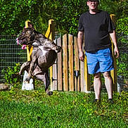 Franklin is registered to the contest to win money with this photo: action_shot, brindle_coat, cap, dog, fence, glasses, grass, jumping, leap, male, mid_air, outdoor, person, pet, play, shorts, sunny, toy, wooden_gate, yard