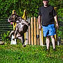 action_shot, brindle_coat, cap, dog, fence, glasses, grass, jumping, leap, male, mid_air, outdoor, person, pet, play, shorts, sunny, toy, wooden_gate, yard