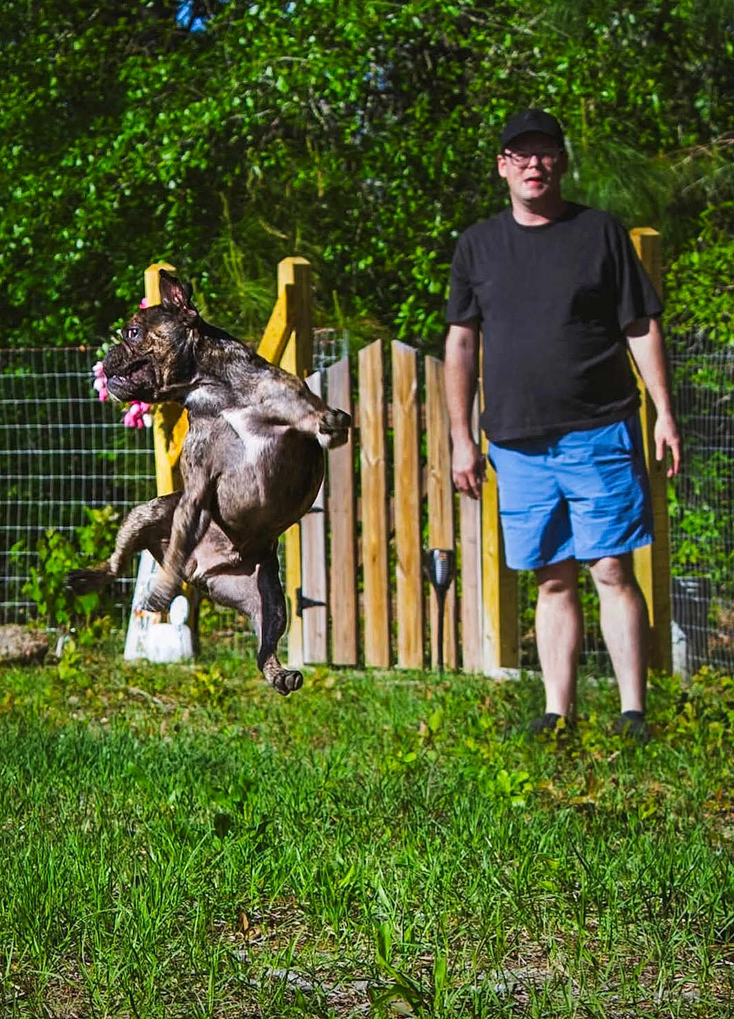 Franklin is registered to the contest to win money with this photo: action_shot, brindle_coat, cap, dog, fence, glasses, grass, jumping, leap, male, mid_air, outdoor, person, pet, play, shorts, sunny, toy, wooden_gate, yard
