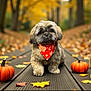 dog, puppy, bandana, red, autumn, fall_leaves, pumpkin, wooden_path, outdoor, cute, fluffy, seasonal, nature, park, leaf_litter, brown, orange, forest, small_pumpkin, pet