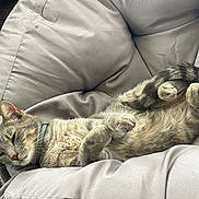 Samba a rejoint le concours — aidez-le/la à gagner de superbes lots ! cat, feline, pet, sleeping, relaxed, upside_down, cushion, chair, indoor, comfortable, fur, whiskers, paws, tail, domestic_animal, collar, resting, cozy, cute, animal