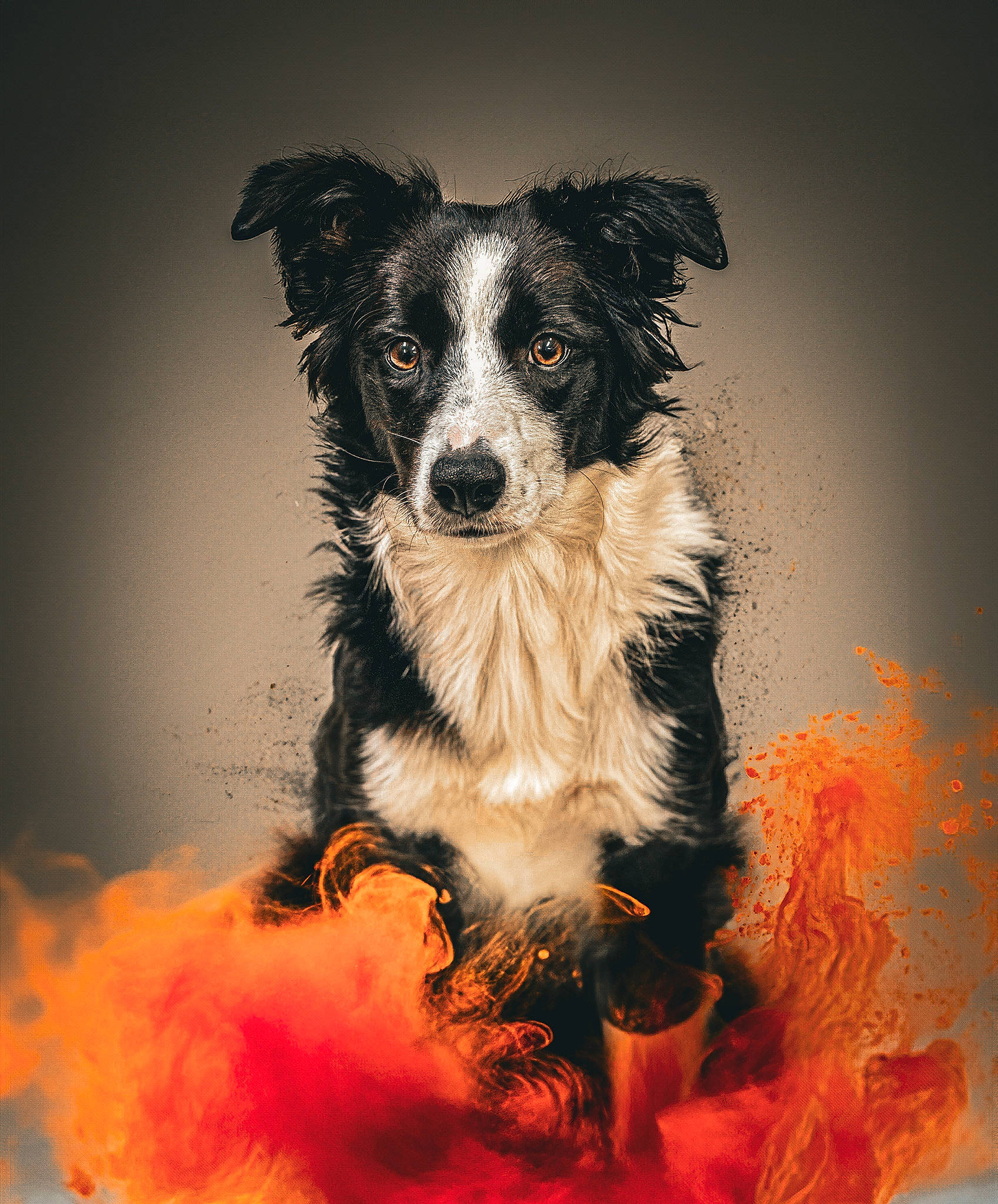 Chili joined the competition — help win amazing prizes! art, border_collie, carnivore, companion_dog, dog, dog_breed, event, fur, snout, sporting_group, whiskers, working_animal, working_dog