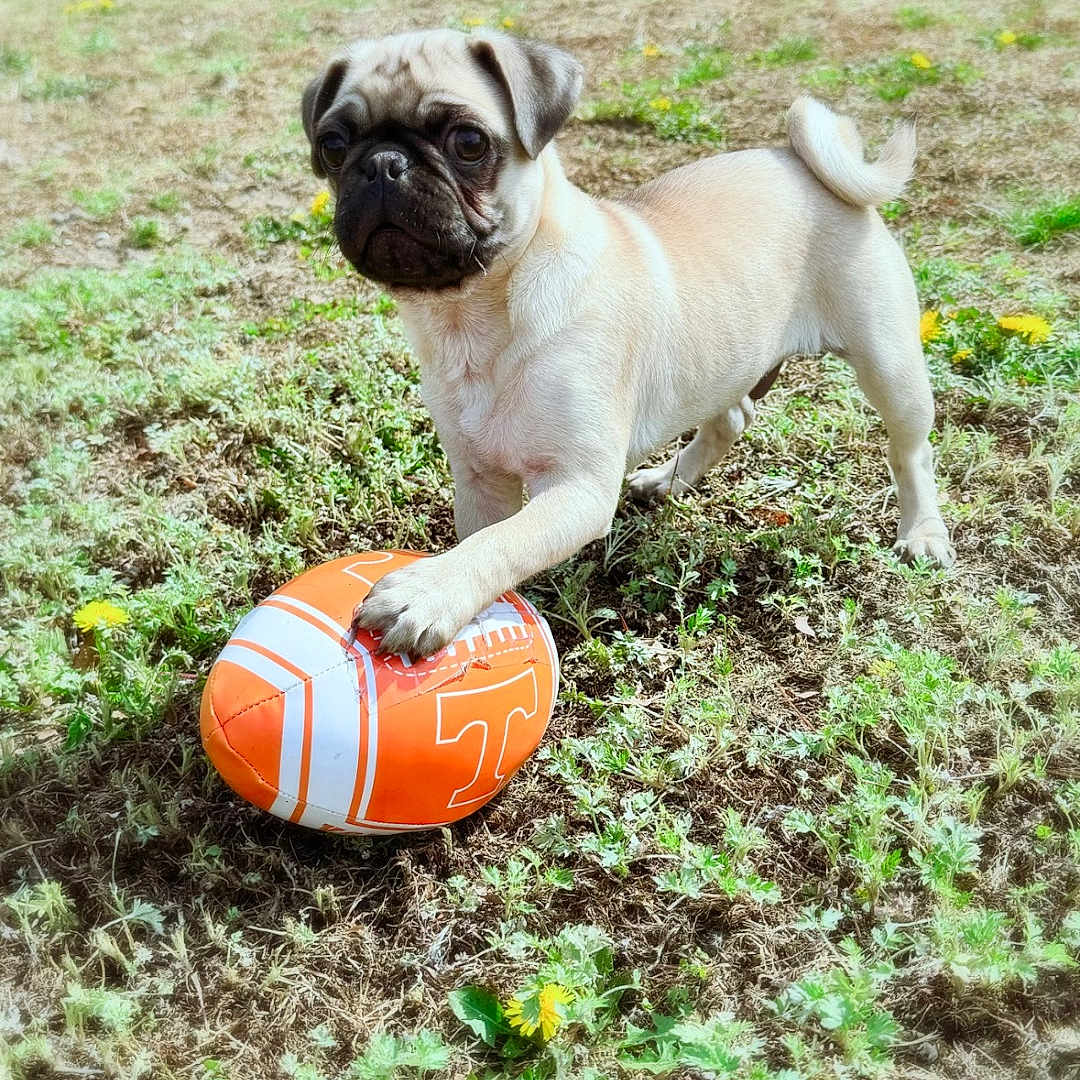Neyland joined the competition — help win amazing prizes! animal, ball, canine, dog, face, football, grass, head, machine, person, pet, photography, plant, pug, puppy, soccer, soccerball, soil, sport, wheel