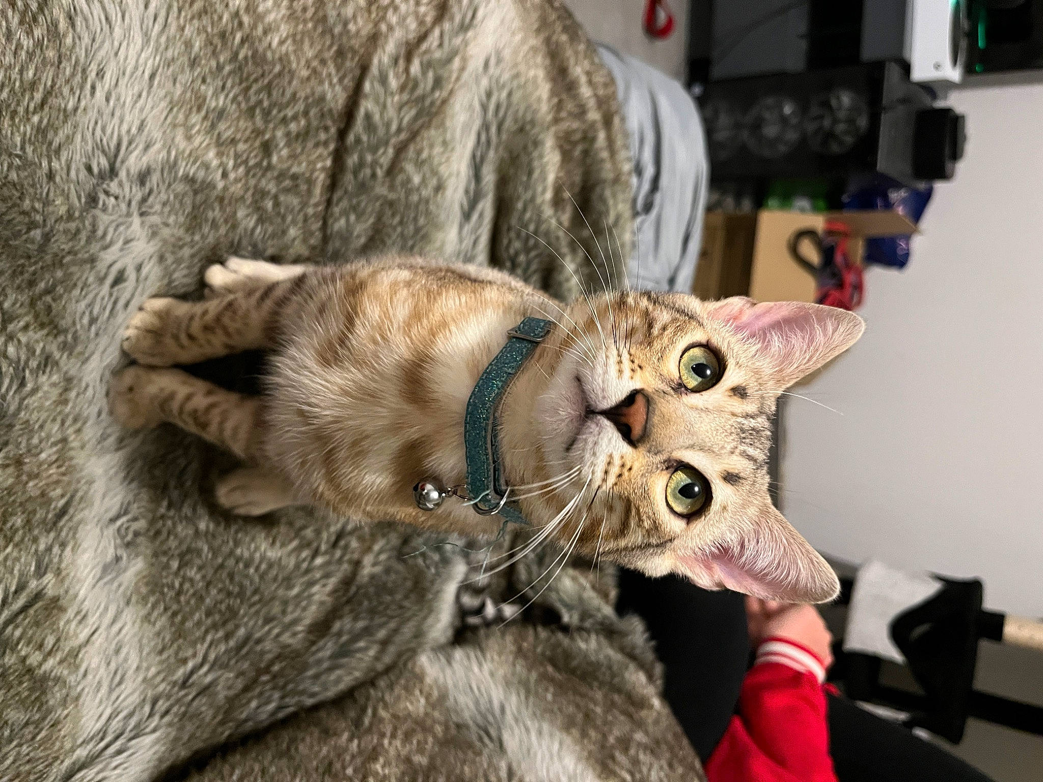 Topaze participe au concours pour gagner de l'argent avec cette photo : carnivore, cat, claw, collar, domestic_short_haired_cat, ear, felidae, fur, paw, small_to_medium_sized_cats, snout, tail, whiskers, wildlife, wood