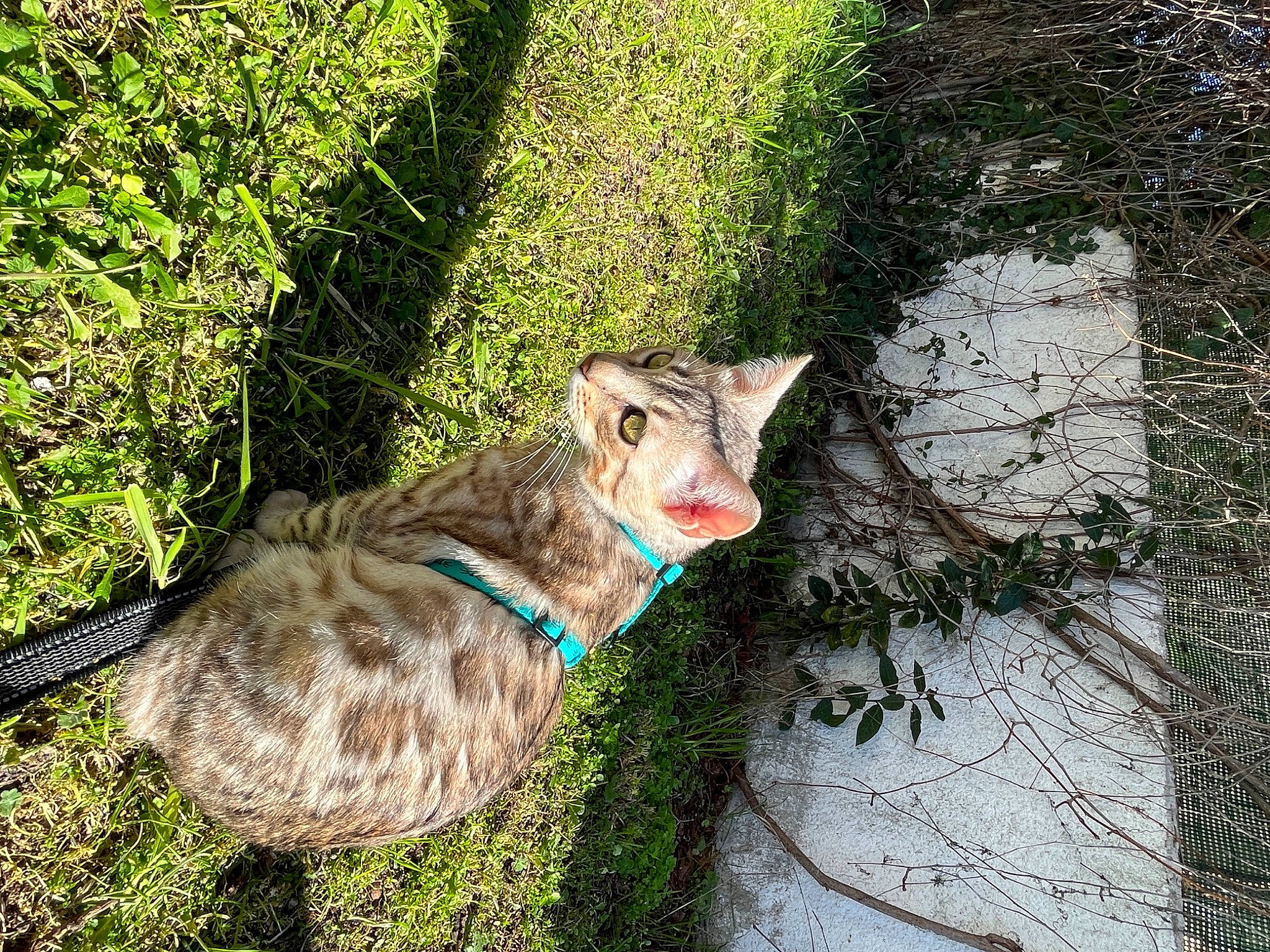 Topaze a rejoint le concours — aidez-le/la à gagner de superbes lots ! art, carnivore, cat, collar, domestic_short_haired_cat, fawn, felidae, fur, grass, grass_family, groundcover, plant, road_surface, small_to_medium_sized_cats, tail, terrestrial_animal, tree, trunk, whiskers, wood