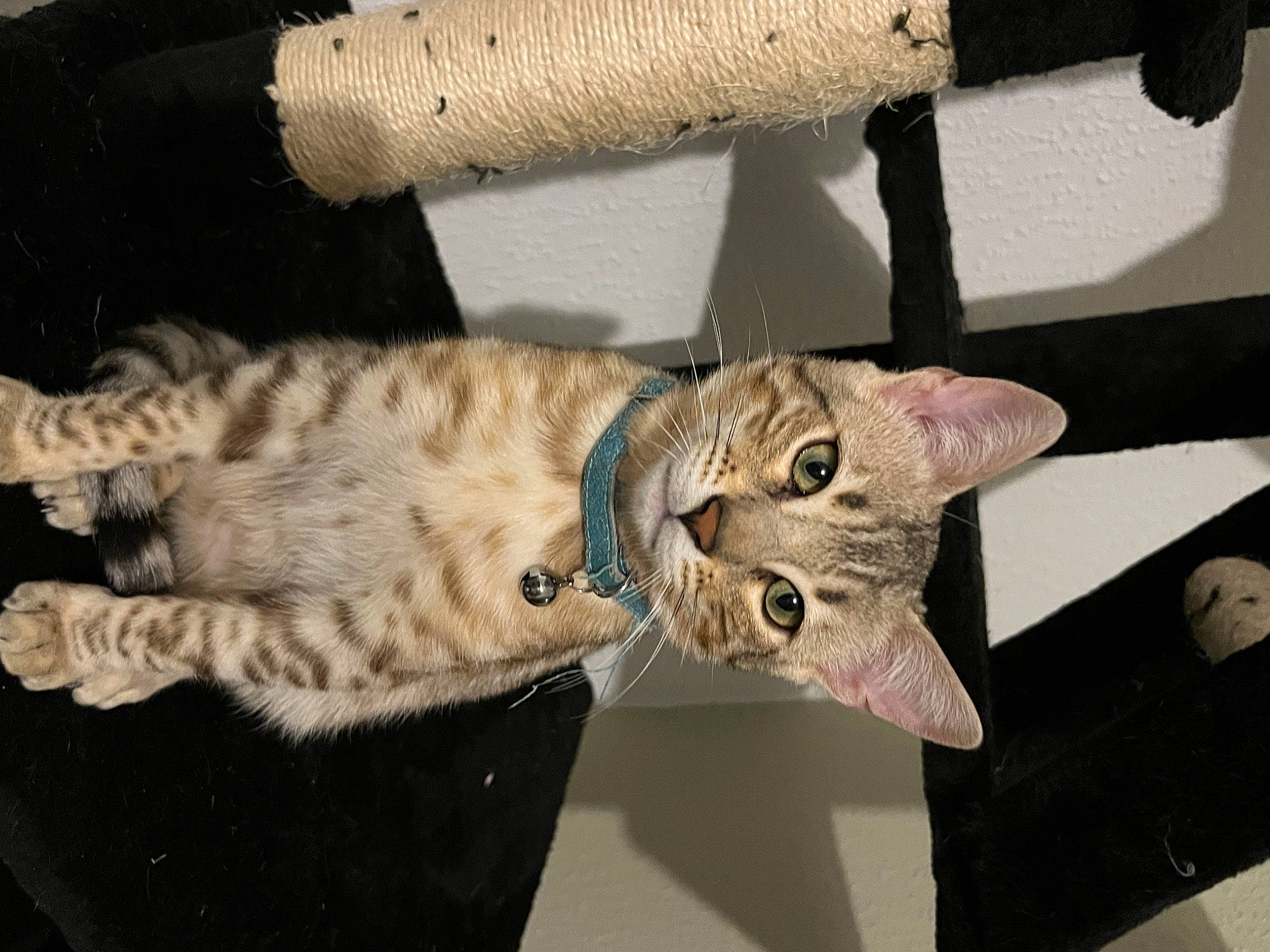 Topaze a rejoint le concours — aidez-le/la à gagner de superbes lots ! carnivore, cat, claw, domestic_short_haired_cat, felidae, fur, paw, small_to_medium_sized_cats, snout, tail, whiskers