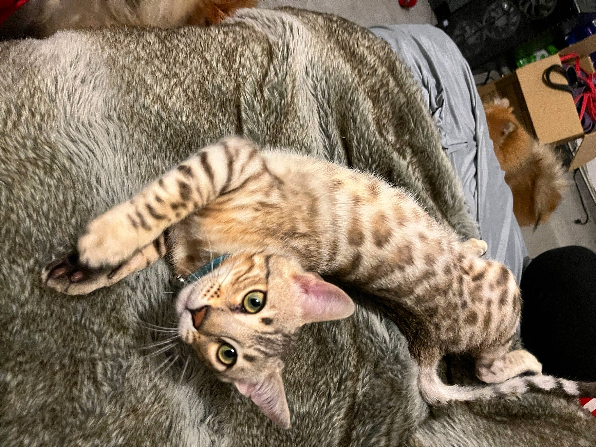 Topaze a rejoint le concours — aidez-le/la à gagner de superbes lots ! cat, claw, comfort, domestic_short_haired_cat, felidae, fur, paw, small_to_medium_sized_cats, snout, tail, terrestrial_animal, whiskers