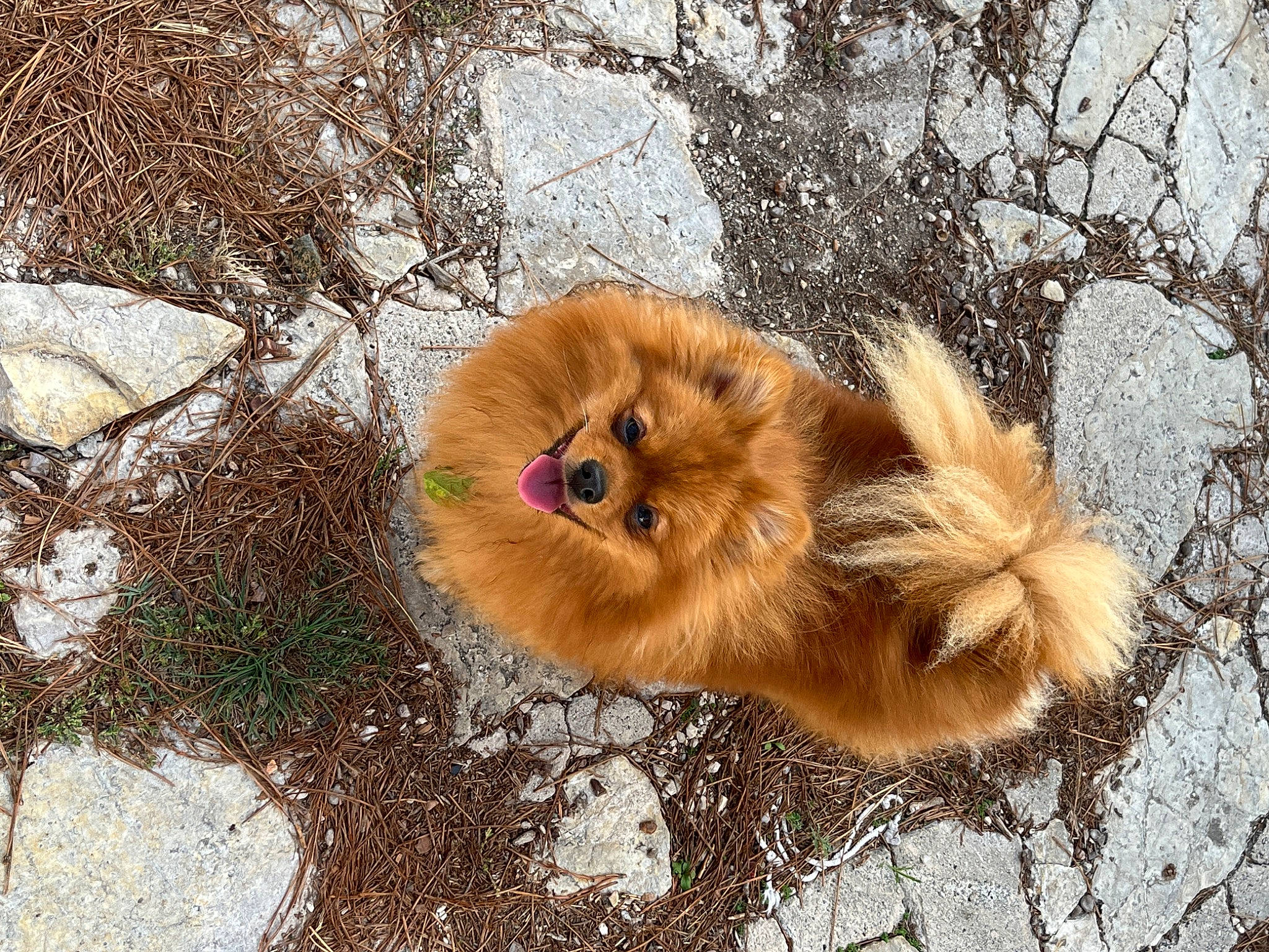 Sweety a rejoint le concours — aidez-le/la à gagner de superbes lots ! ancient_dog_breeds, canidae, carnivore, companion_dog, dog, dog_breed, fawn, fur, german_spitz, german_spitz_klein, german_spitz_mittel, liver, snout, spitz, sporting_group, tail, terrestrial_animal, toy_dog, volpino_italiano, working_animal