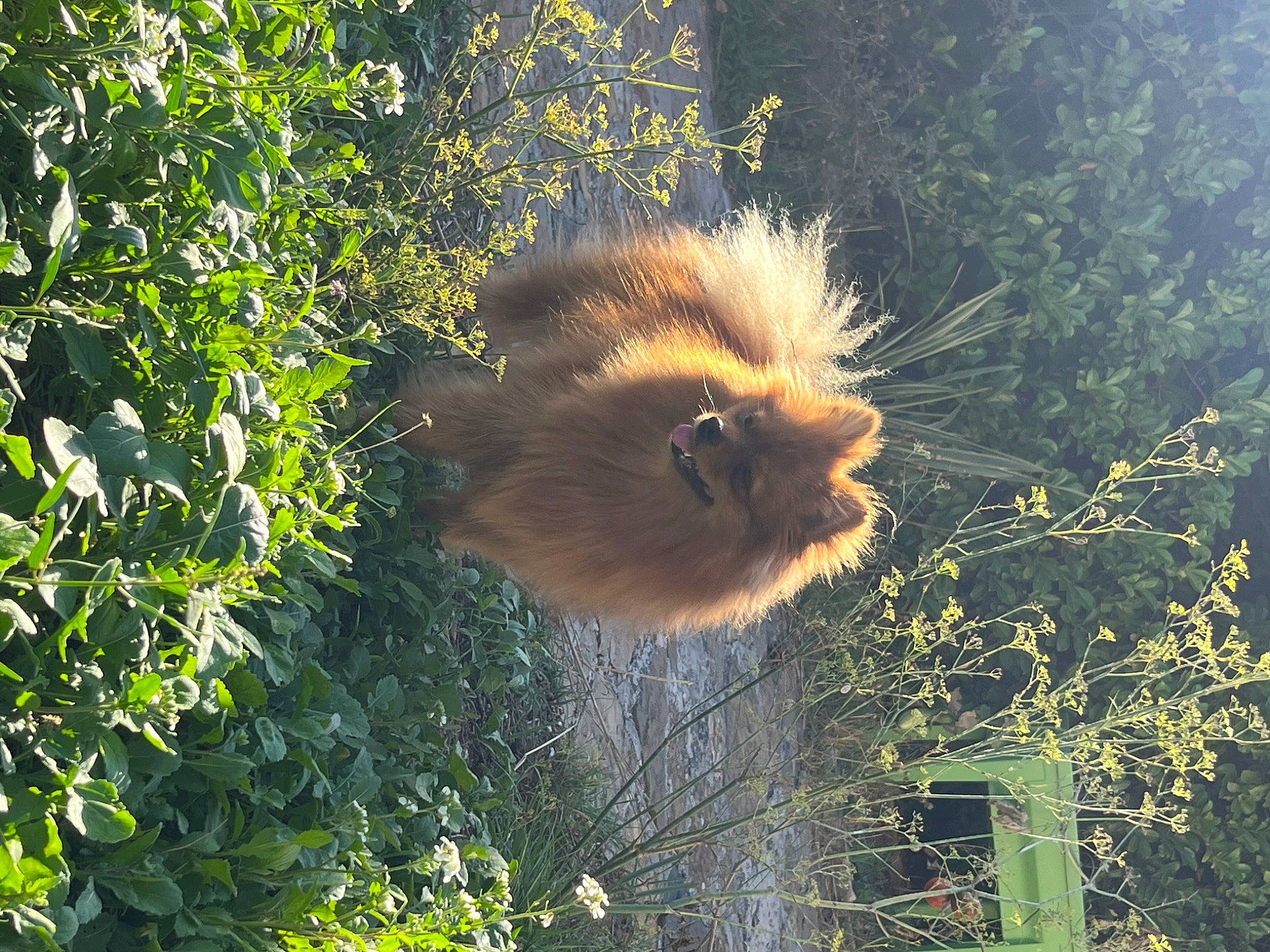 Sweety participe au concours pour gagner de l'argent avec cette photo : carnivore, fawn, fox_squirrel, fur, german_spitz, german_spitz_klein, german_spitz_mittel, grass, jungle, plant, rodent, snout, squirrel, tail, terrestrial_animal, tree, trunk, twig, whiskers, wildlife