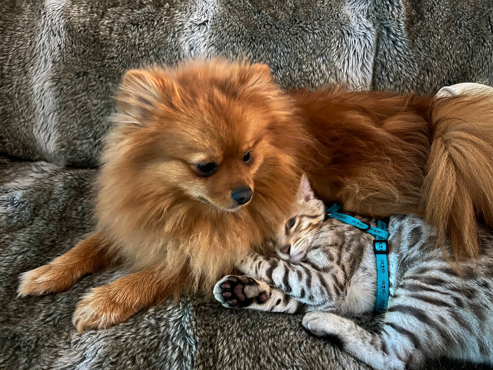 Sweety a rejoint le concours — aidez-le/la à gagner de superbes lots ! ancient_dog_breeds, canidae, carnivore, companion_dog, dog, dog_breed, fawn, fur, german_spitz, german_spitz_mittel, liver, non_sporting_group, snout, spitz, sporting_group, terrestrial_animal, toy_dog, volpino_italiano, whiskers, wildlife