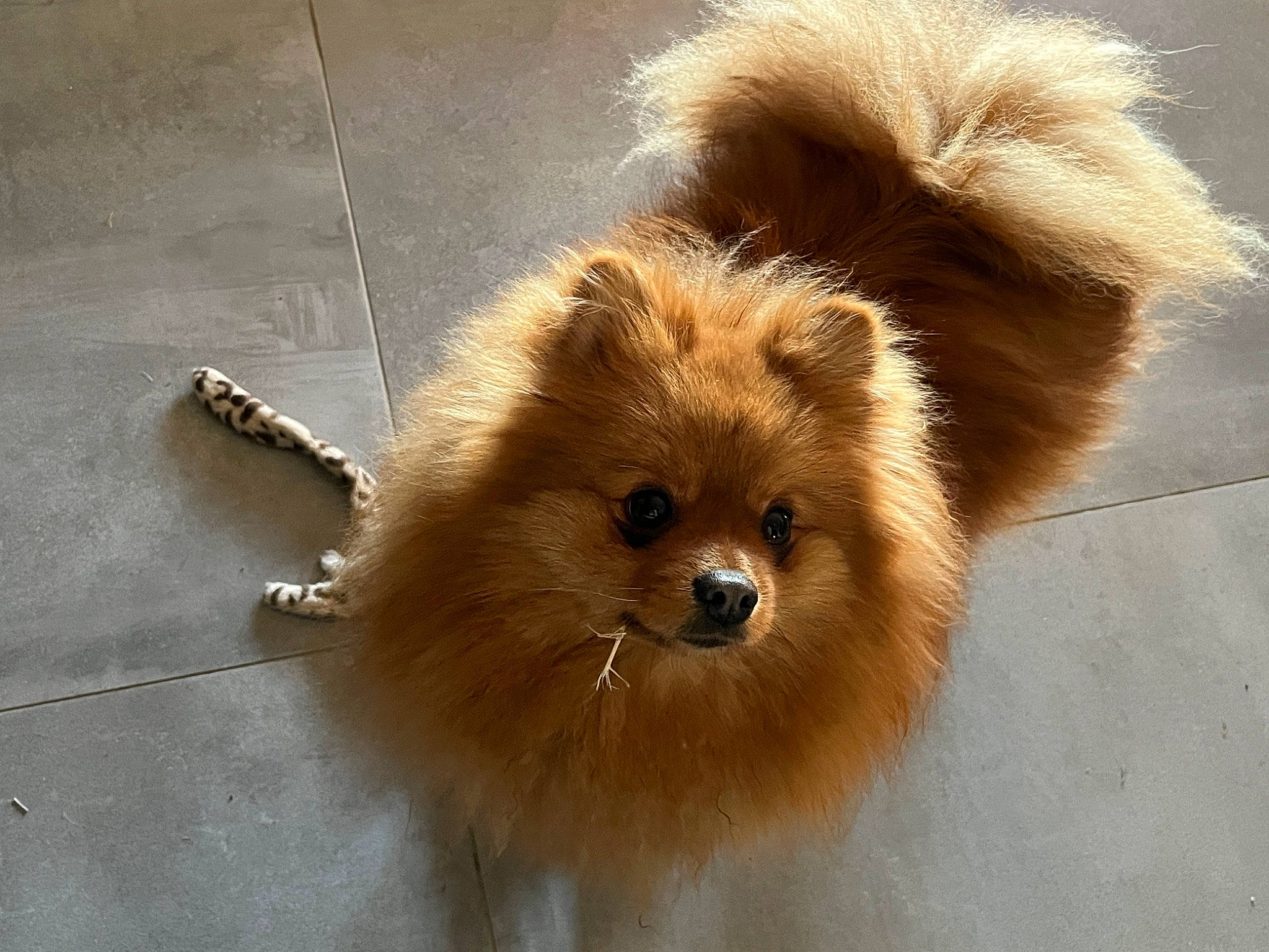 Sweety participe au concours pour gagner de l'argent avec cette photo : canidae, carnivore, companion_dog, dog, dog_breed, eye, fawn, fur, german_spitz, german_spitz_klein, german_spitz_mittel, head, liver, snout, spitz, sporting_group, toy_dog, volpino_italiano, whiskers, working_animal