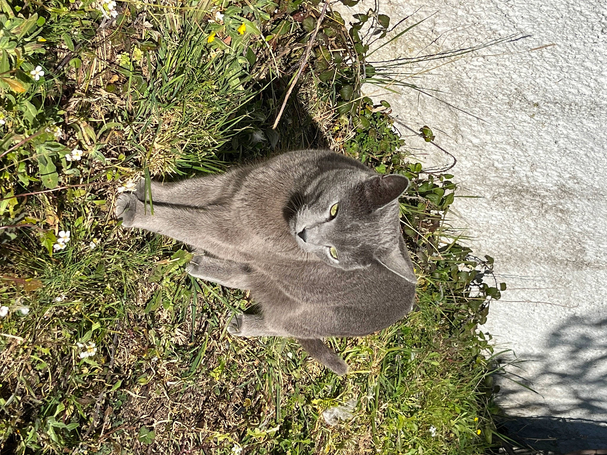 Sushi a rejoint le concours — aidez-le/la à gagner de superbes lots ! cat, domestic_short_haired_cat, felidae, fur, grass, groundcover, herb, plant, shrub, small_to_medium_sized_cats, snout, soil, subshrub, tail, terrestrial_animal, tree, trunk, wildlife, wood
