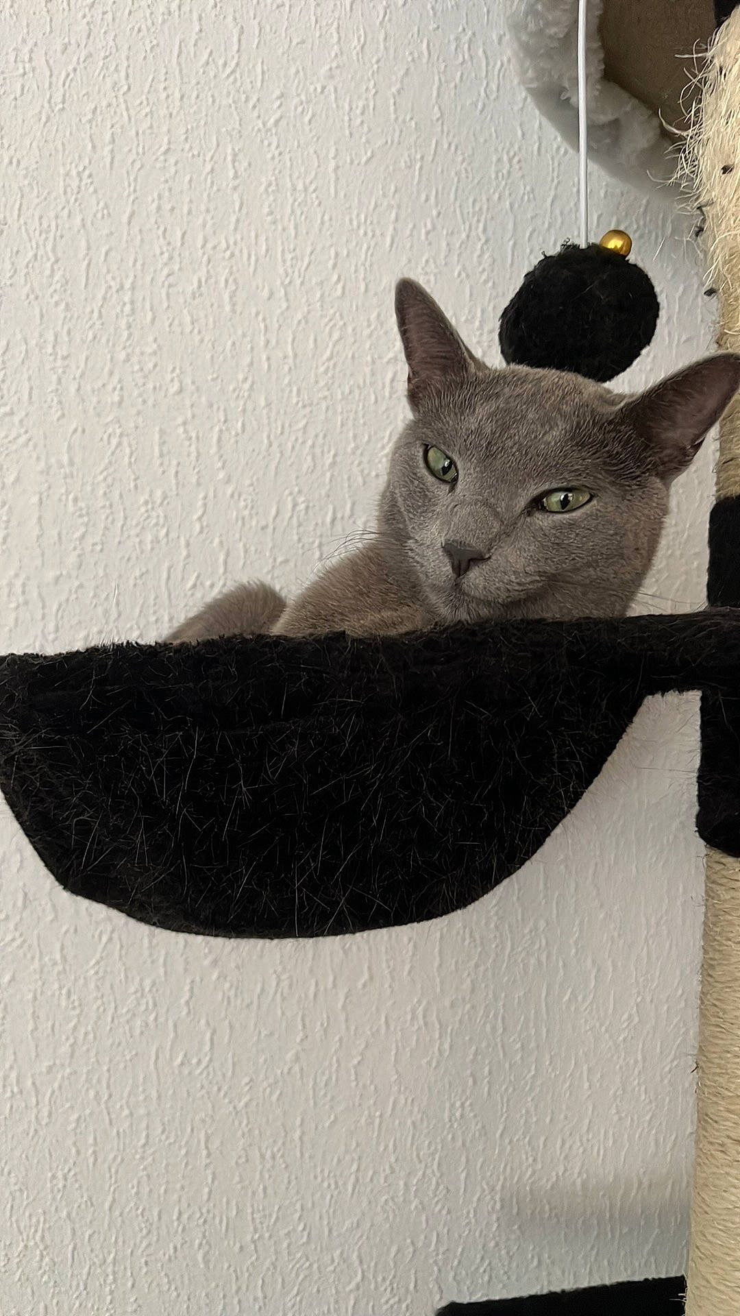 Sushi participe au concours pour gagner de l'argent avec cette photo : art, carnivore, cat, creative_arts, domestic_short_haired_cat, felidae, illustration, monochrome, monochrome_photography, russian_blue, sculpture, small_to_medium_sized_cats, snout, tail, visual_arts, whiskers