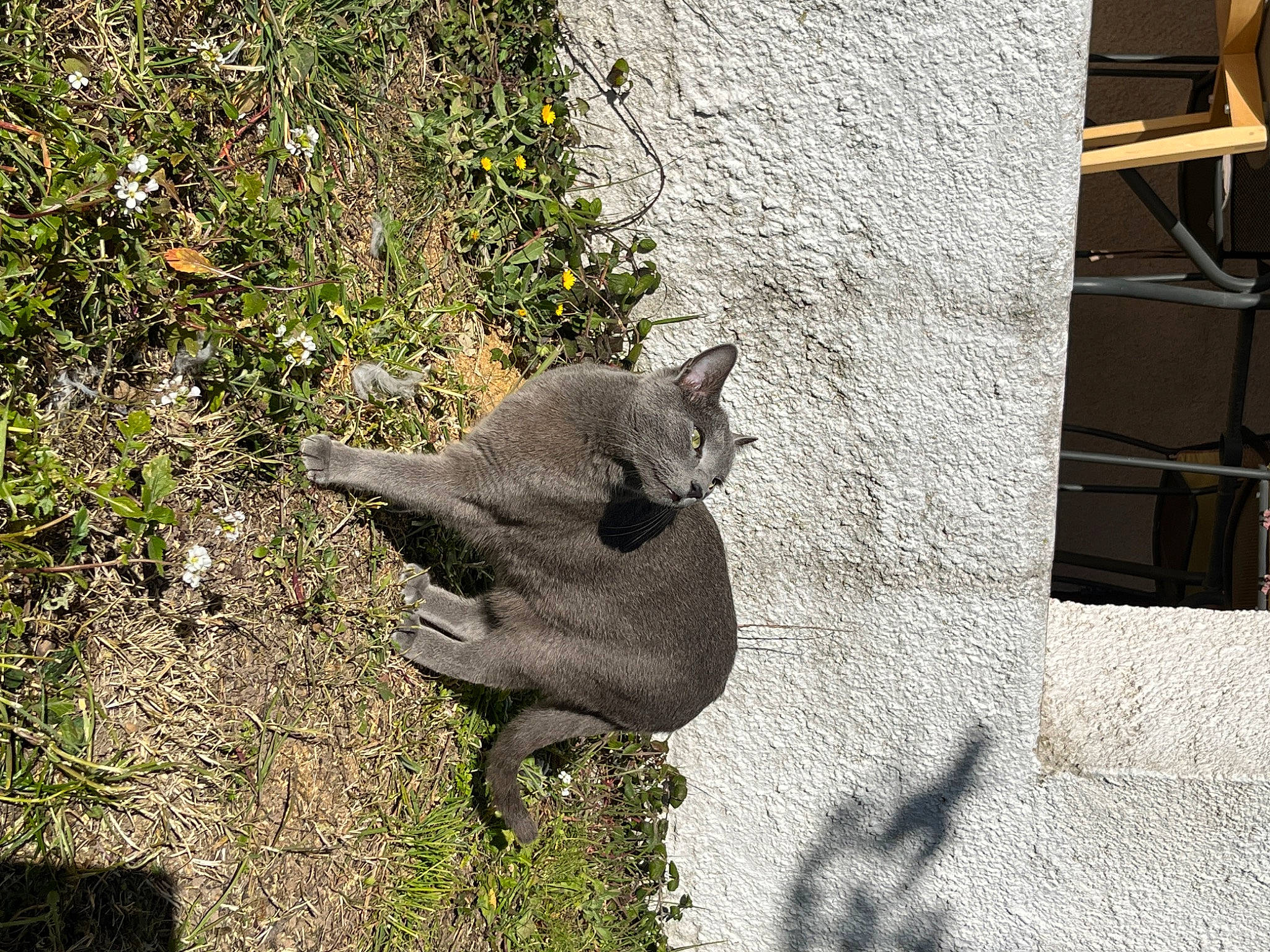 Sushi a rejoint le concours — aidez-le/la à gagner de superbes lots ! art, canidae, carnivore, cat, domestic_short_haired_cat, fawn, felidae, fur, grass, plant, road_surface, small_to_medium_sized_cats, snout, sporting_group, tail, terrestrial_animal, whiskers, wildlife, wood, working_animal