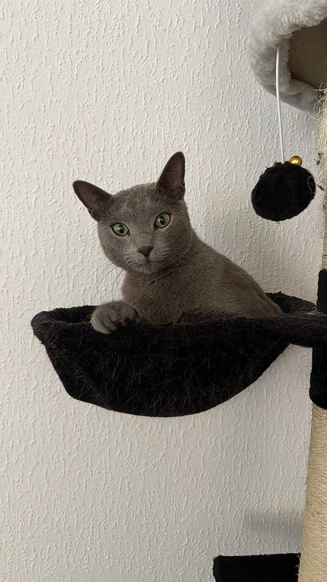 Sushi a rejoint le concours — aidez-le/la à gagner de superbes lots ! art, carnivore, cat, creative_arts, domestic_short_haired_cat, felidae, grey, illustration, russian_blue, sculpture, small_to_medium_sized_cats, snout, tail, terrestrial_animal, whiskers