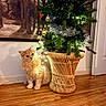 Bob Et Sully participe au concours pour gagner de l'argent avec cette photo : cat, christmas_tree, lights, ornaments, basket, wooden_floor, indoor, decor, holiday, pet, feline, orange_cat, curious, festive, plant, twinkle_lights, wall_art, door, cozy, home