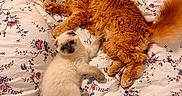 Bob Et Sully a rejoint le concours — aidez-le/la à gagner de superbes lots ! animals, bed, bedspread, cat, companions, cozy, cute, cute_animals, domestic, feline, floral_pattern, fluffy, indoor, kitten, orange_cat, pet, playful, resting, sleepy, white_cat