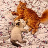 Bob Et Sully a rejoint le concours — aidez-le/la à gagner de superbes lots ! cat, kitten, orange_cat, white_cat, fluffy, bed, bedspread, floral_pattern, pet, cute, indoor, resting, animals, feline, cute_animals, sleepy, cozy, playful, domestic, companions