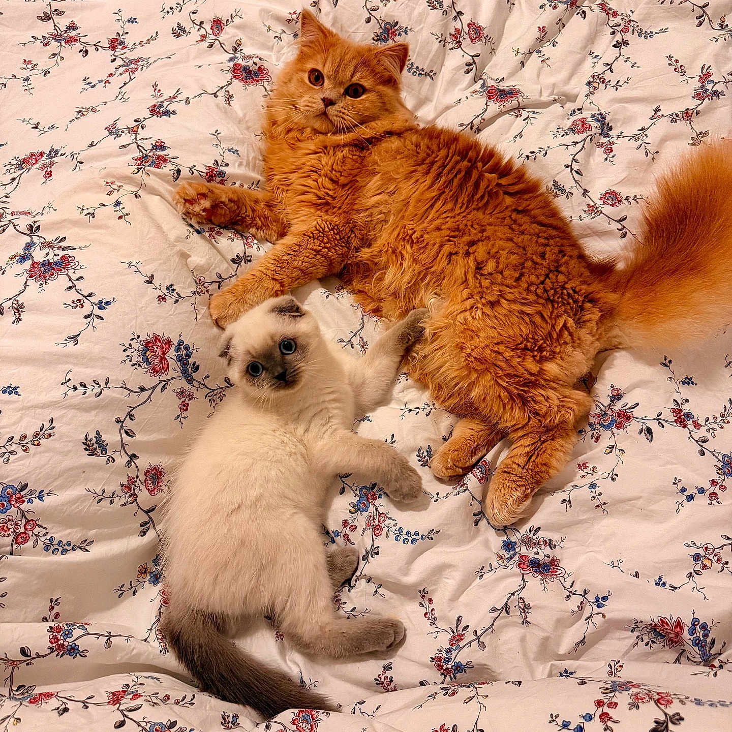 Bob Et Sully