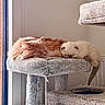 cat, sleeping, cat_tree, fluffy, indoor, pet, relaxing, ginger_cat, cream_cat, feline, cozy, window, sunlight, cute, animal, resting, fur, domestic_cat, two_cats, peaceful