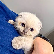 Bob Et Sully participe au concours pour gagner de l'argent avec cette photo : kitten, cat, blue_eyes, fluffy, pet, cute, animal, feline, hand, human, claw, fur, close_up, indoor, soft, cuddle, comfort, portrait, expression, domestic_animal