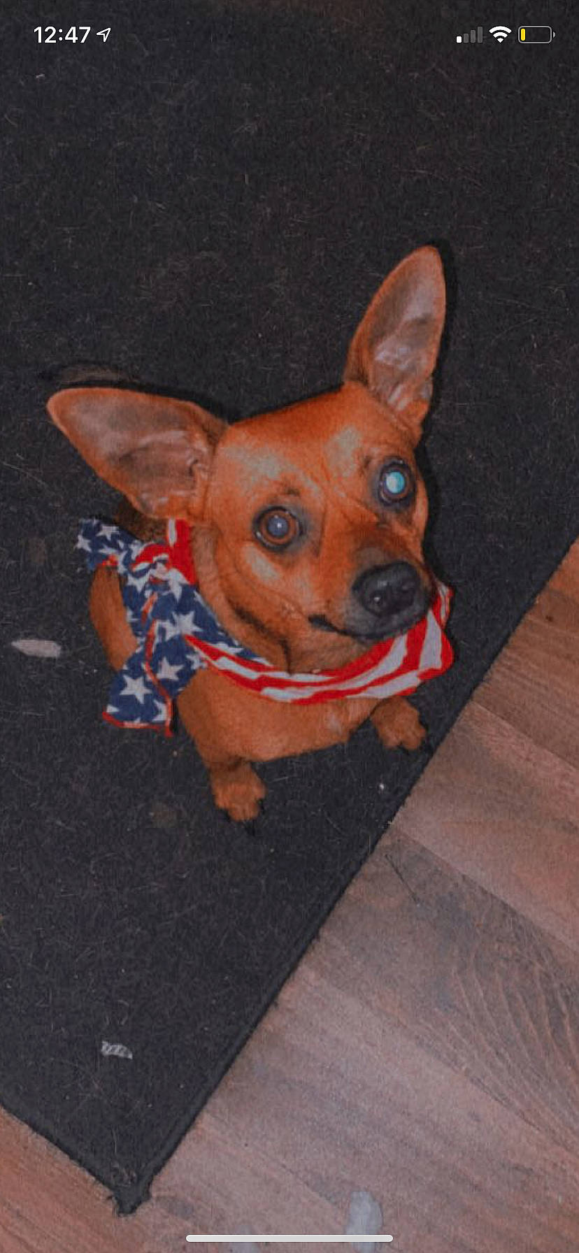 Cooper joined the competition — help win amazing prizes! art, canidae, carnivore, companion_dog, dog, dog_breed, dog_supply, eye, fawn, flooring, fur, head, pattern, snout, sporting_group, tail, toy_dog, whiskers, wood, working_animal