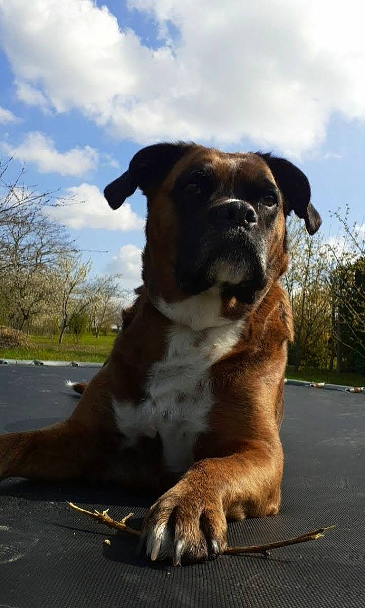 Jessie participe au concours pour gagner de l'argent avec cette photo : bored, boxer, canidae, carnivore, cloud, collar, companion_dog, dog, dog_breed, dog_collar, eye, fawn, molosser, plant, sky, snout, sporting_group, tree, whiskers, working_animal